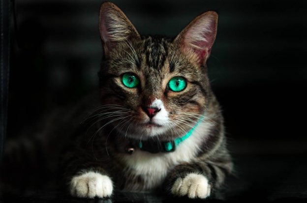 adorable animal blur cat